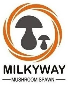 Milkyway Mushroom 