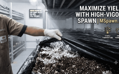 Maximize Mushroom Yields: How Spawn Vigor & Temperature Control Drive Commercial Success