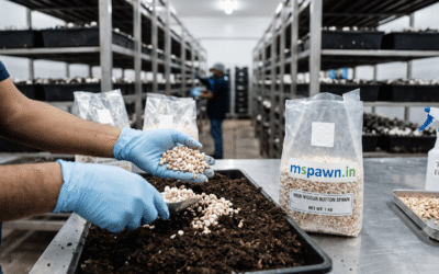 Troubleshooting Substrate Contamination: How Quality Spawn Prevents Yield Loss