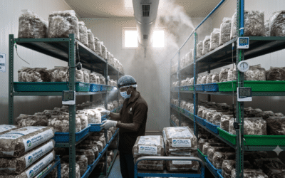 Mastering the Spawn Run: Optimal Climate, Moisture, and Hygiene Controls for Maximum Flushes