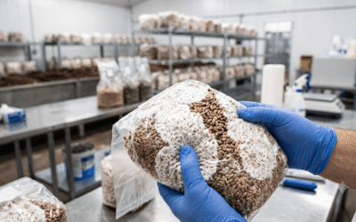 Why Master Spawn Quality Dictates 80% of Your Mushroom Yield